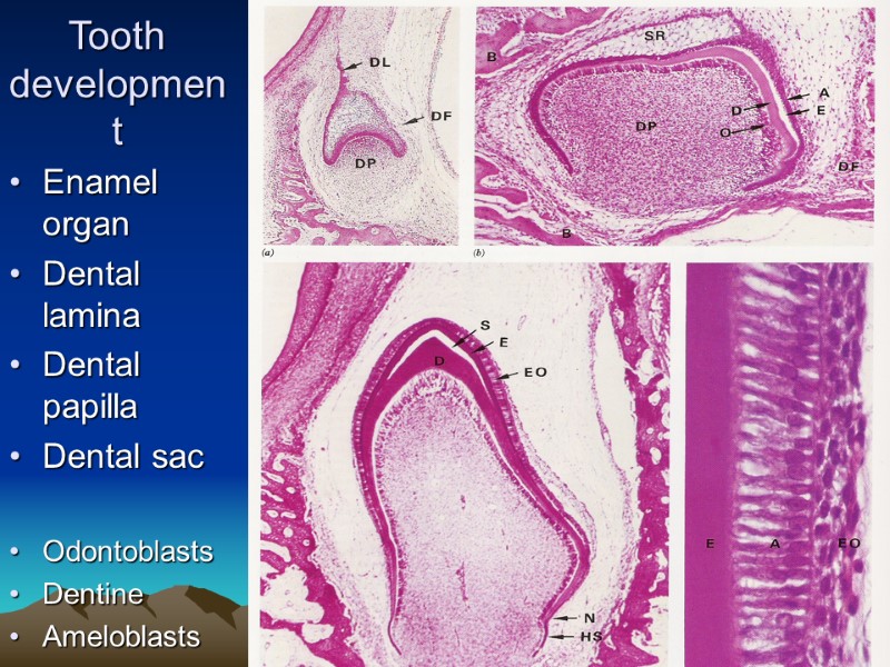 Tooth development Enamel organ Dental lamina Dental papilla Dental sac  Odontoblasts Dentine Ameloblasts